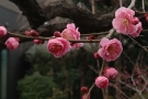 【花てらす庭園】春の訪れを感じる梅の花