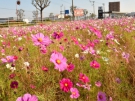 Garden cosmos!!