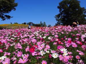 讚岐萬能公園