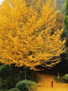 香川縣推薦紅葉景點 - 三豐市釈迦堂